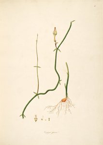 Illustrasjon av Ceropegia juncea, Apocynaceae, Asclepiadoideae